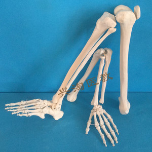 手指关节下肢脚掌胫腓骨模型仿真