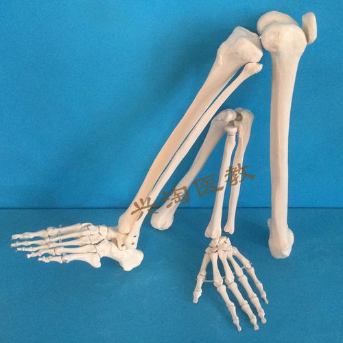 上肢手指关节下肢大腿骨脚掌模型 脚骨脚模型带胫腓骨和股骨模型 - 封面