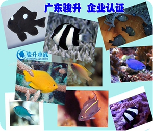 骏升水族 魔类 /海水鱼/观赏鱼/活体/ /珊瑚水族