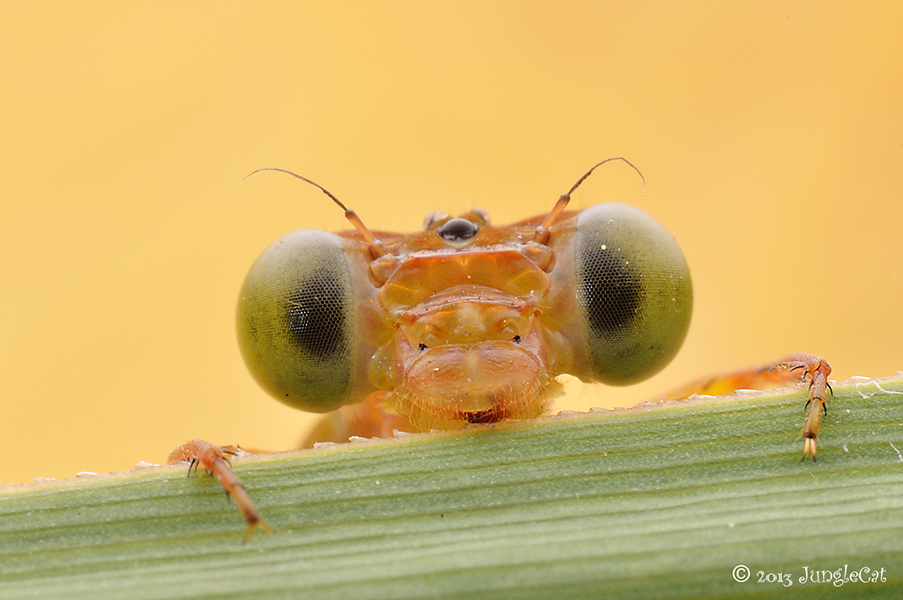 施耐德40mm工业镜头