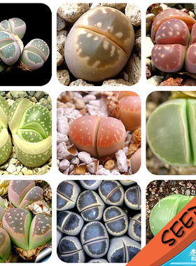 橄榄玉系混合种子 生石花种子 Lithops olivacea mixed 20粒
