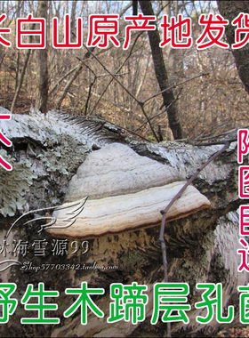 野生木蹄层孔菌长白山灵芝精品