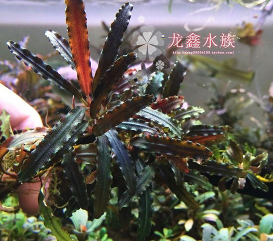 辣椒榕红锯齿繁殖株 Bucephalandra sp Biblus WK