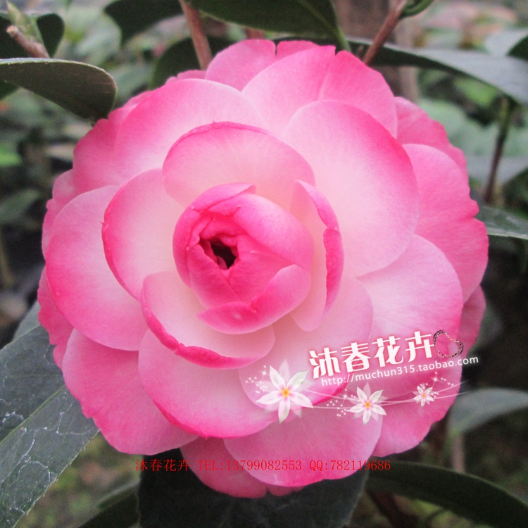 迷茫的春天 嫩粉红色 花瓣边缘会变色的茶花 稀有名贵茶花品种