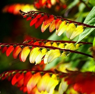 无货！垂钓繁星 红黄白色渐变 丰花种子爬藤盆栽室内庭院3粒起拍