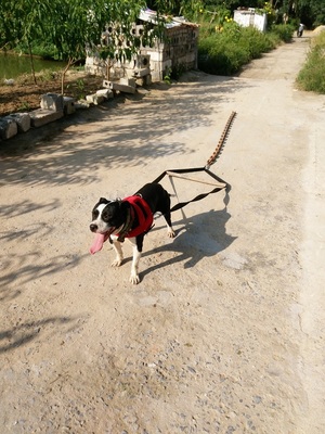 斗狗训练跑步机拖带包邮比特犬