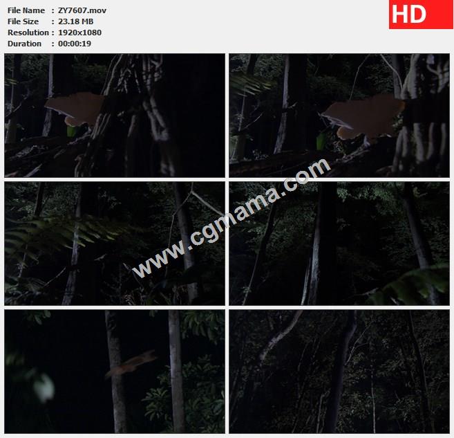 ZY7607夜晚森林树林热带雨林蝙蝠高清实拍视频素材