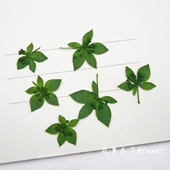 兔耳草 20片装 押花压花干花 植物标本 天然干花手机壳 叶上黄金