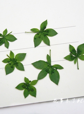 叶上黄金兔耳草压花干花