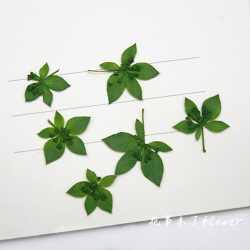 叶上黄金兔耳草压花干花