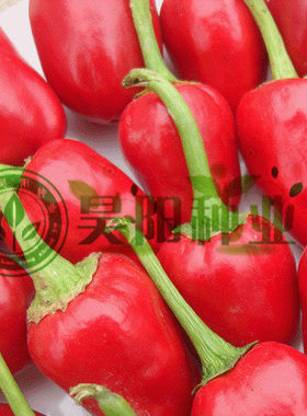 【泡菜腌渍专用椒】樱桃红泡椒种子 红辣椒 辣味浓 晒干椒 做调料