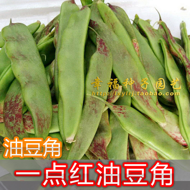 一点红油豆豆角种子东北将军播种图片