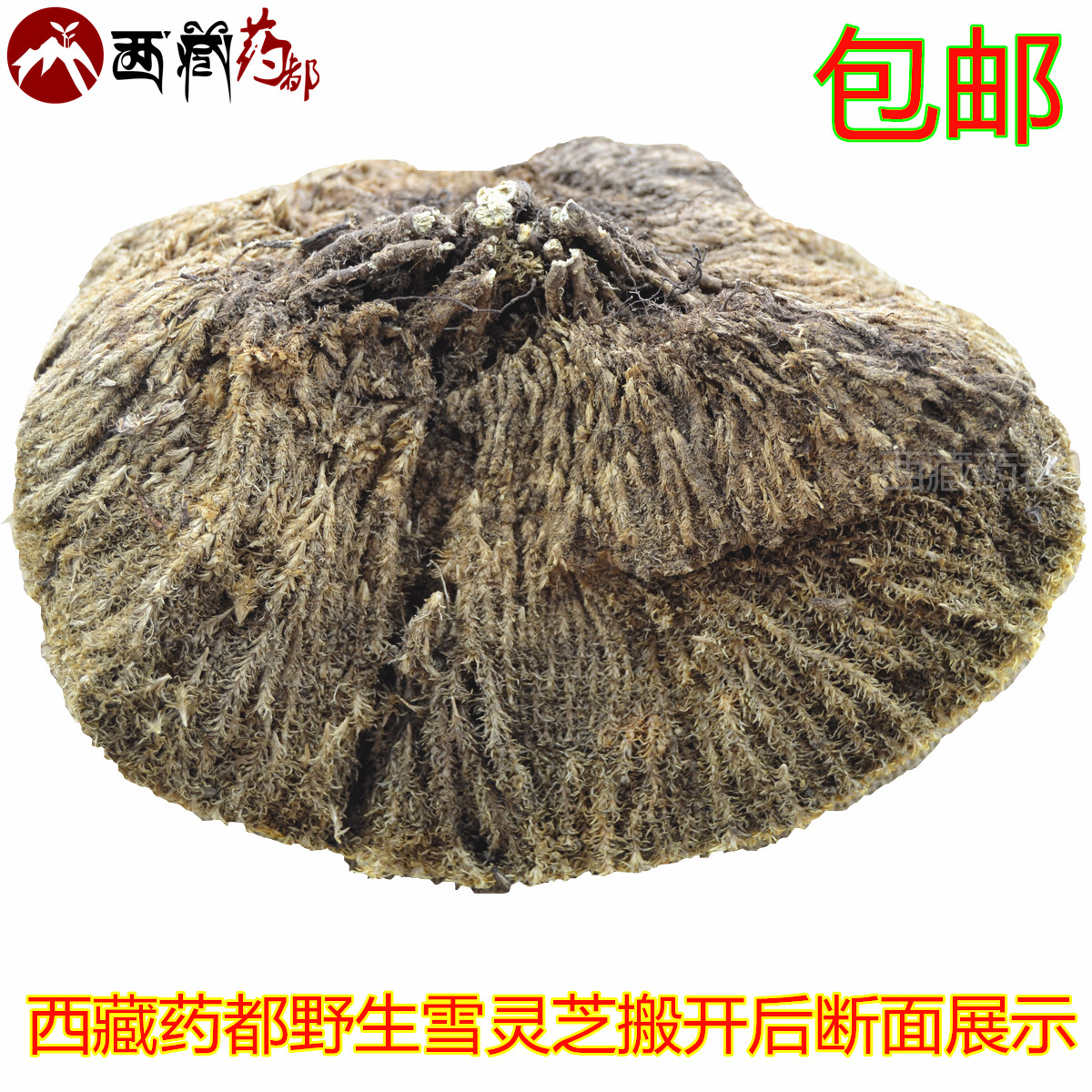 西藏特产正品 野生雪灵芝 500克 野生灵芝 野生 草灵芝
