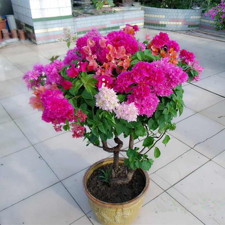 攀岩观花植物三角梅盆栽阳台客厅桌面绿植
