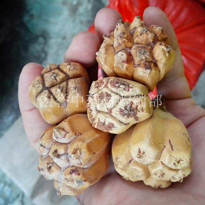 山菠萝 滴血莲花原籽 滴血莲花