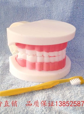 39052 儿童牙列模型 小学科学实验器材 牙齿 牙 模型 教学仪器