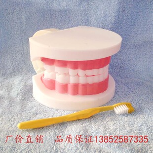 模型 39052 教学仪器 牙 牙齿 儿童牙列模型 小学科学实验器材
