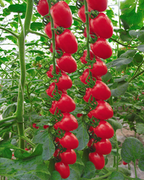 中研156樱桃番茄种子|耐寒耐热小番茄种子 圣女果种子 粉色番茄