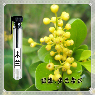 偶遇米兰味香水 纯正米兰花味 女士淡香型花香香调少女持久清淡香