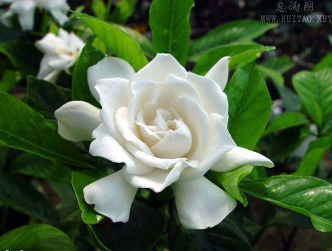 办公桌夏季新款大 牡丹栀子花四季开花净芳香型盆栽绿植庭院植物|msdalam kategori penghantaran bunga/bunga simulasi/tumbuhan berkebun, bunga/Tumbuh-tumbuhan tumbuh-tumbuhan pasu (baru), bunga - dari Buy2taobao.com untuk memberikan perkhidmatan ejen Taobao profesional membeli