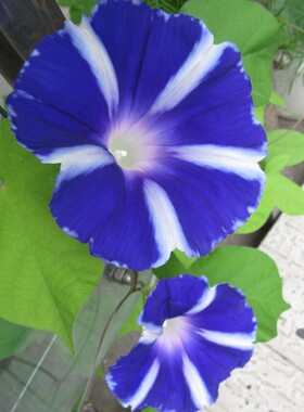 富士之青牵牛花种子大花 爬藤朝颜盆栽花卉阳台丰花庭院楼