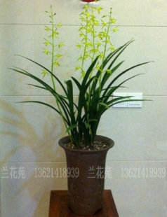 报岁兰花春节开花 出架 特壮苗企剑白墨 香素心墨兰