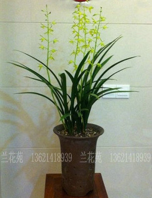 特壮苗企剑白墨 香素心墨兰 出架 报岁兰花春节开花