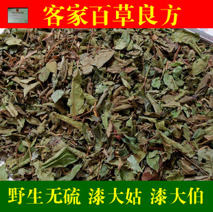 漆大姑 毛漆算盘子 野南瓜 漆大伯 毛漆毛七哥七大姑500g包邮枝叶