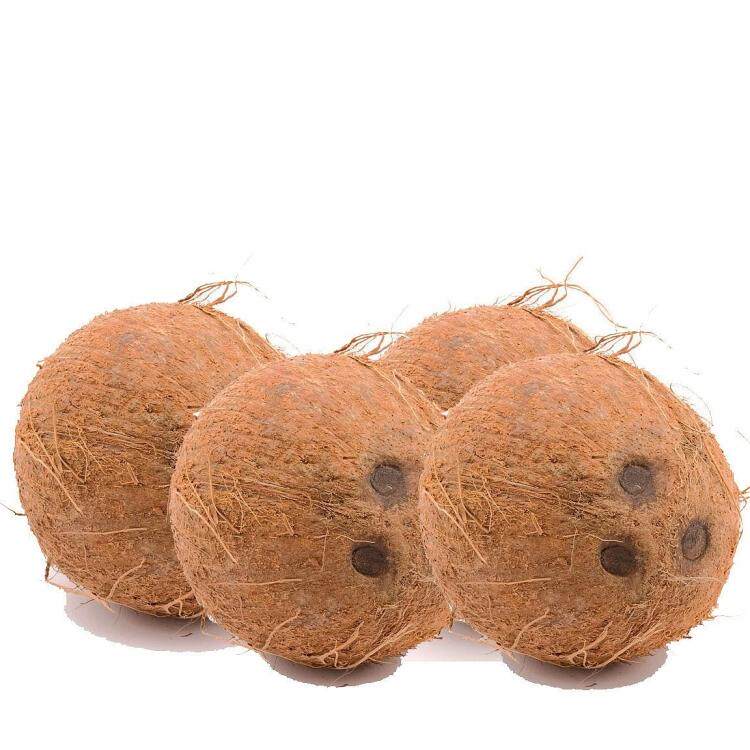 包邮去皮老椰子4个煲椰子鸡汤/海南新鲜椰子/老椰王吃椰肉/毛椰子