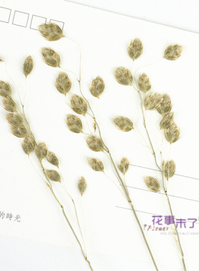 小判草 野草 押花压花干花 天然干花手机壳植物教学标本花事未了