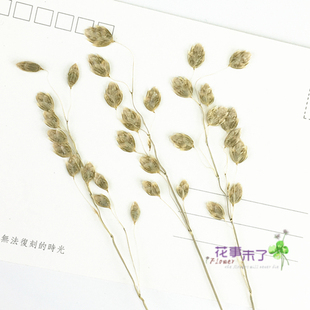 小判草 野草 押花压花干花 天然干花手机壳植物教学标本花事未了