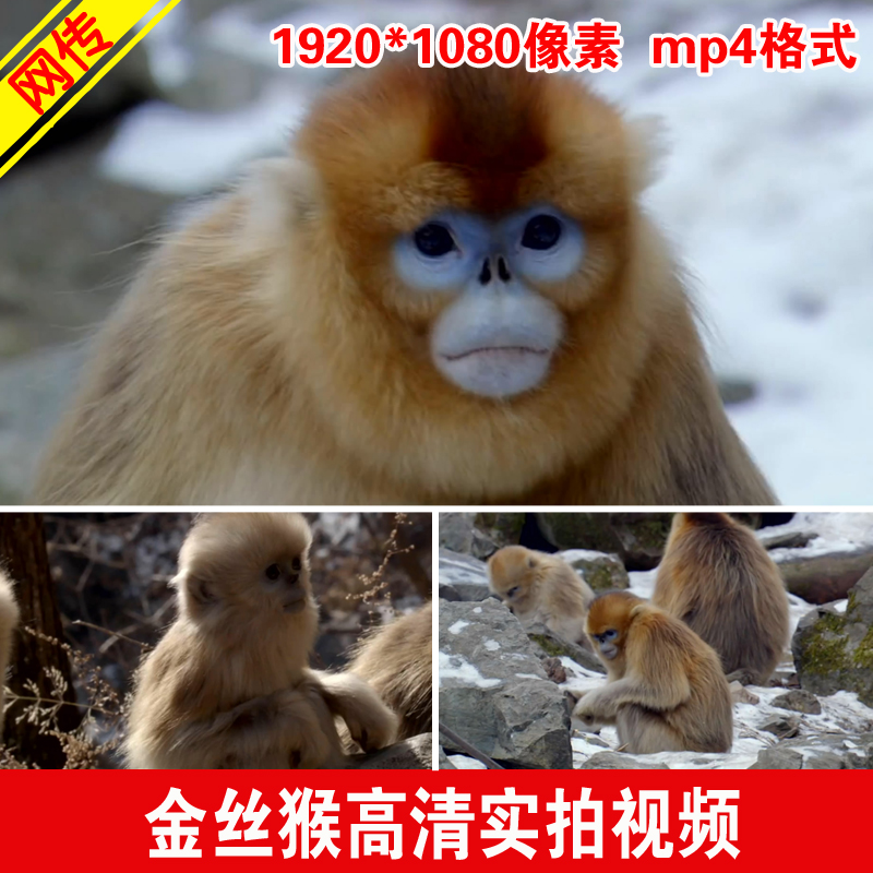 野生野外金丝猴 滇金丝猴珍稀动物保护森林猴子 高清实拍视频素材