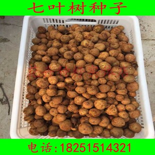 新采七叶树种子 娑罗树种子 天师栗 开心果种子颗粒饱满29/斤包邮