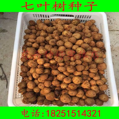 新采七叶树种子 娑罗树种子 天师栗 开心果种子颗粒饱满29/斤包邮