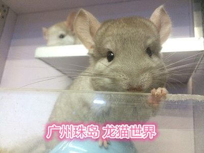 龙猫宝宝 米色DD 米色龙猫一枚 广州实体店 欢迎到店挑选