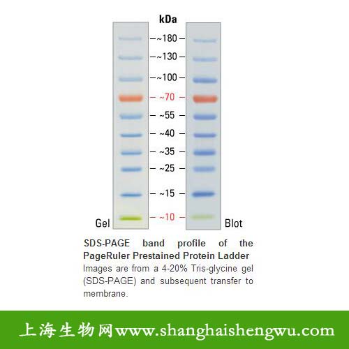 双色预染蛋白Marker REBIO PPM17010 50次Fermentas分装