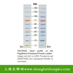 PPM17010 50次Fermentas分装 REBIO 双色预染蛋白Marker