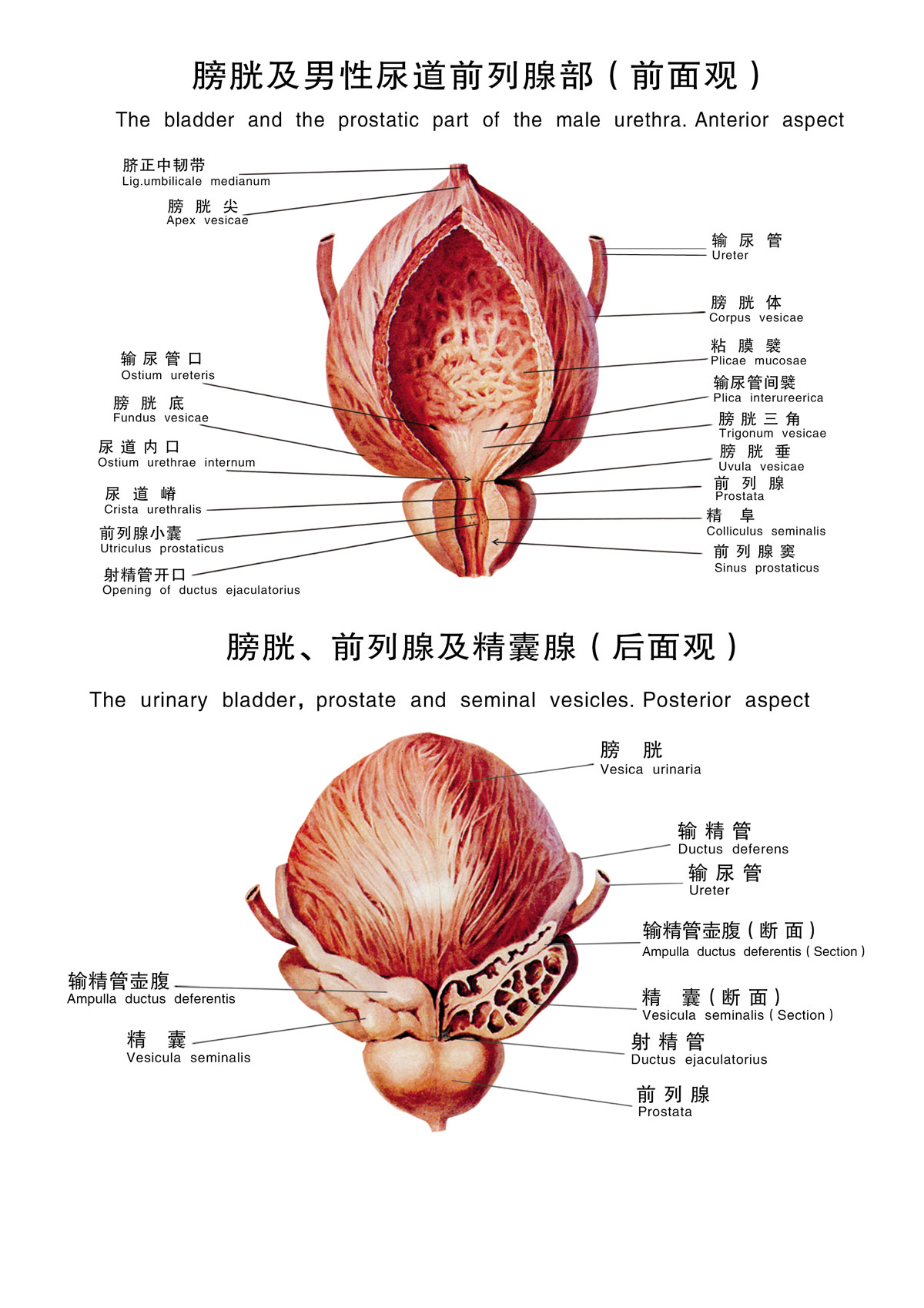 男性前列腺在哪个位置图片