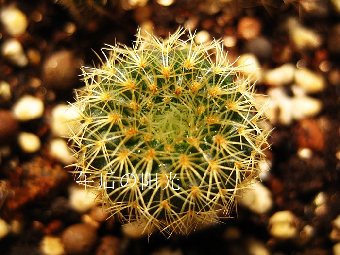 UN Variant Frailea aureispina 1-2CM Cactus Potted plantin the Flower delivery/Flowers simulation/Plants gardening , Flowers/Potted plants (New) , Succulents  category - from Buy2taobao.com to provide professional Taobao agent buy service