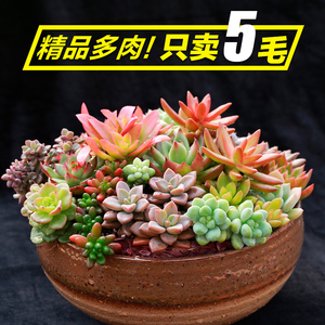 满50包邮 海先森 黄丽观音莲白牡丹千佛手 新手多肉植物清仓特价