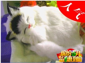 包邮会叫仿真猫咪布垫睡猫摆件真皮毛绒玩具猫玩偶送女友生日礼物