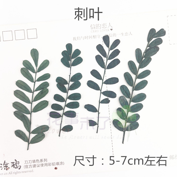 天然干花植物标本树叶