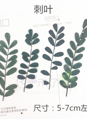 刺叶 叶片天然押花压花干花手机壳植物教学标本花事未了 12片装