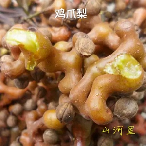 山河星奇怪野果新鲜生态水果枳椇子 拐枣酒 鸡爪梨万寿果甜卐福建