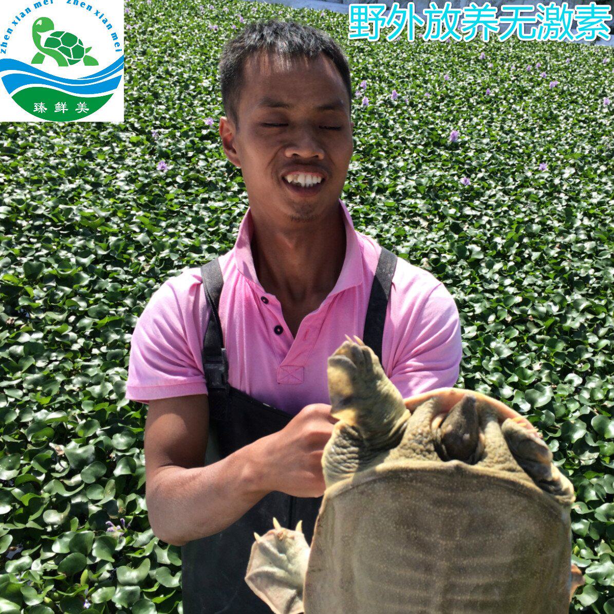 8年龄5斤野外生态大甲鱼老鳖水鱼团鱼中华鳖王八活体鲜活食用水产