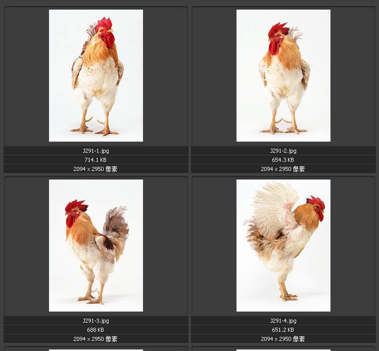 家禽家畜 公鸡 鹅 鸭子 鸡仔 兔子 猪 鸟巢 青蛙 蜥蜴 乌龟图片