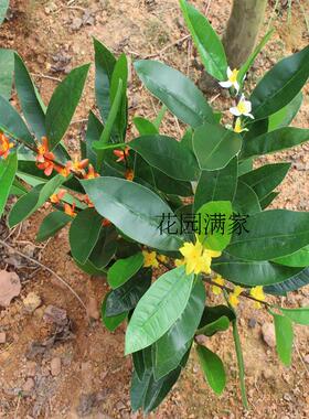 立体绢花小盆栽落地客厅仿真植物