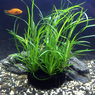 懒人水草淡水水族箱造景灯芯坨水草鱼缸活体无土植物迷你水兰
