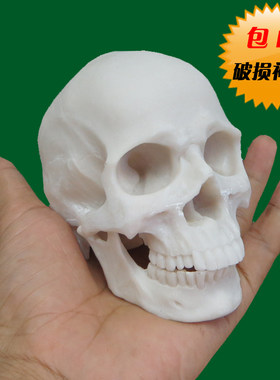 树脂骷髅头绘画艺用人体肌肉骨骼