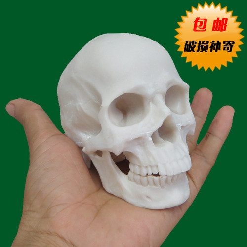 树脂骷髅头绘画艺用人体肌肉骨骼